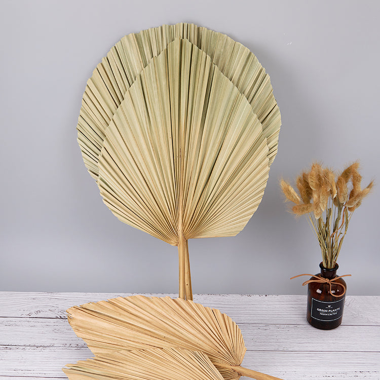 Beautiful Natural Dried Palm Leaf Fan For Home Decoration